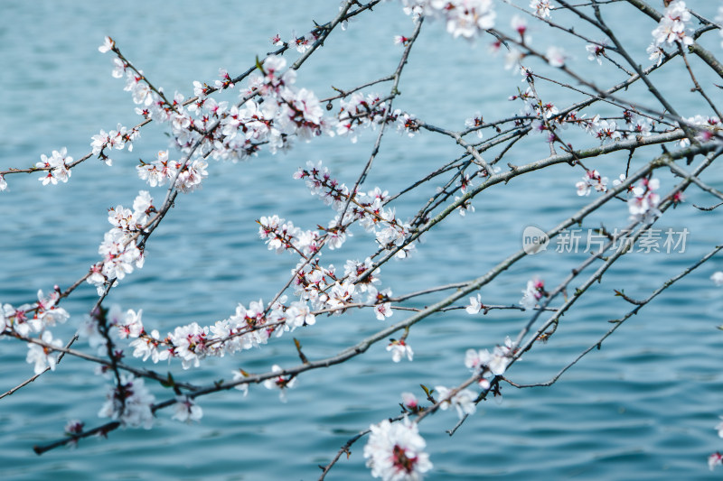 春天湖边蓝色湖面上绽放的粉白色山桃花