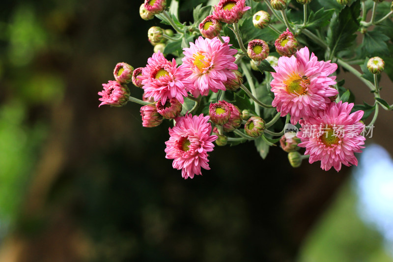 菊花鲜花实拍素材