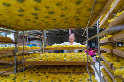 菊花金丝皇菊农业种植丰收采摘加工