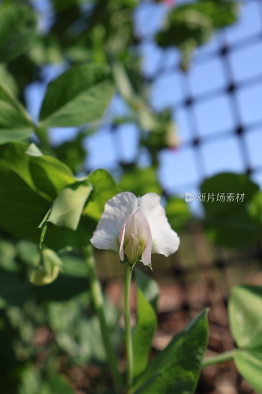 农村家里的蔬菜之花