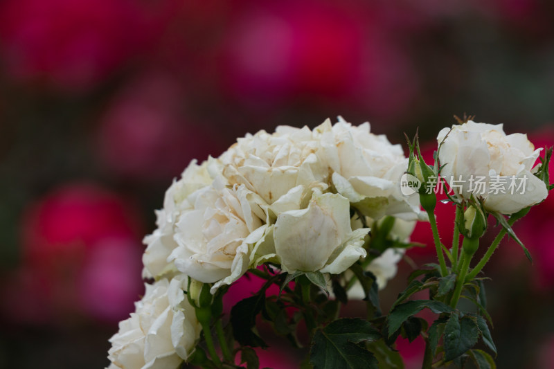 玫瑰花、月季花