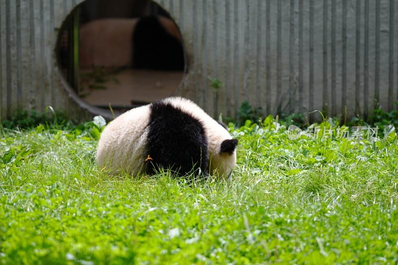 卧龙大熊猫