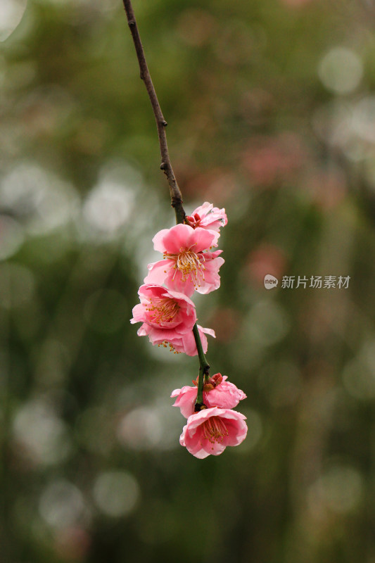 春天粉色的梅花和雨滴