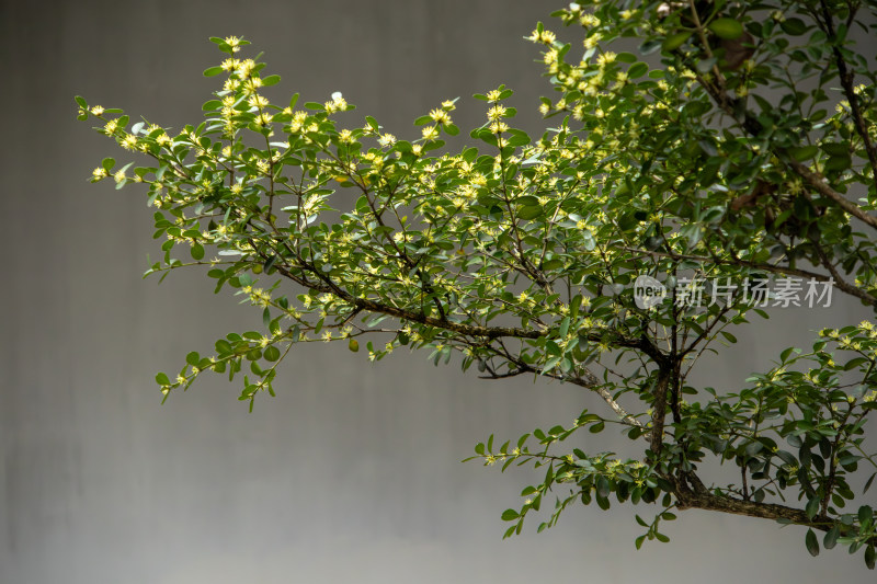 春天枝繁叶茂的小黄花灌木