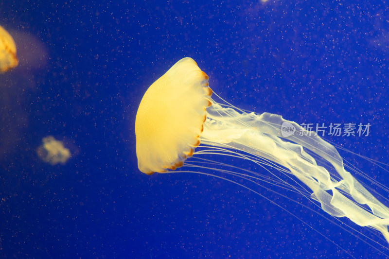 浦东陆家嘴上海海洋水族馆的水母