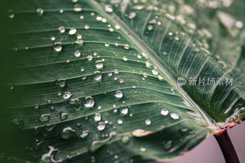 雨后绿叶上的水珠