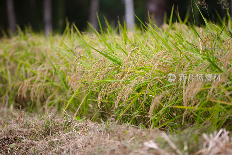 农田种植传统粮食水稻