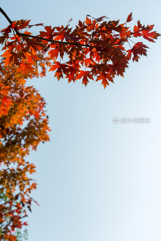 秋天霜降红叶枫树自然风景天空枫叶