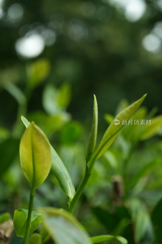 嫩绿的茶叶茶芽特写