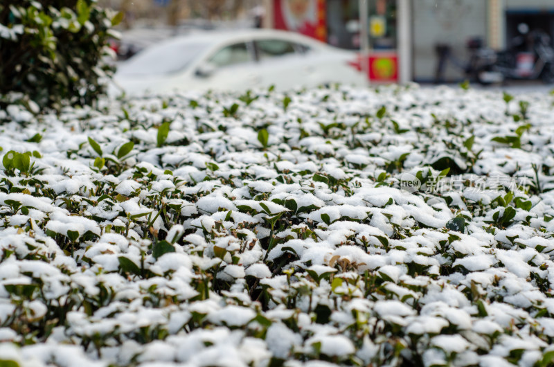 街道边落雪的冬青树