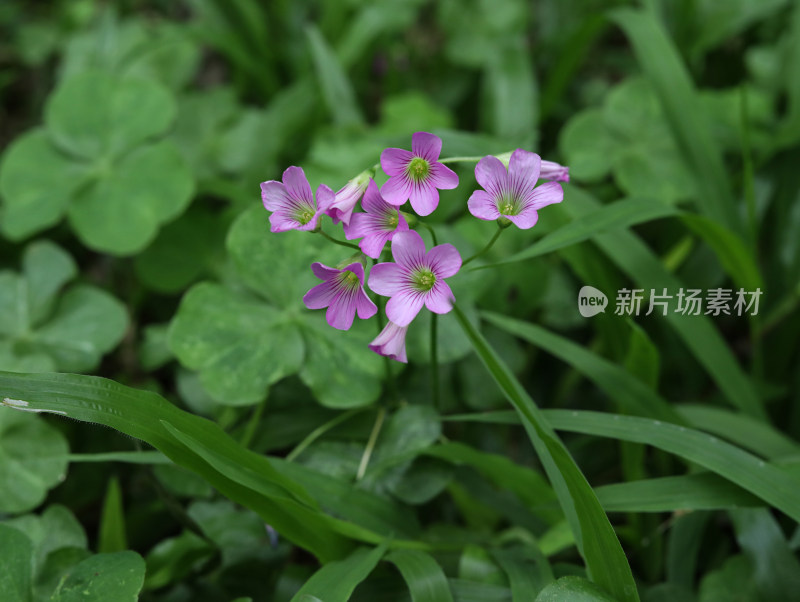 春天绿色的草地和盛开的紫色鲜花的风景