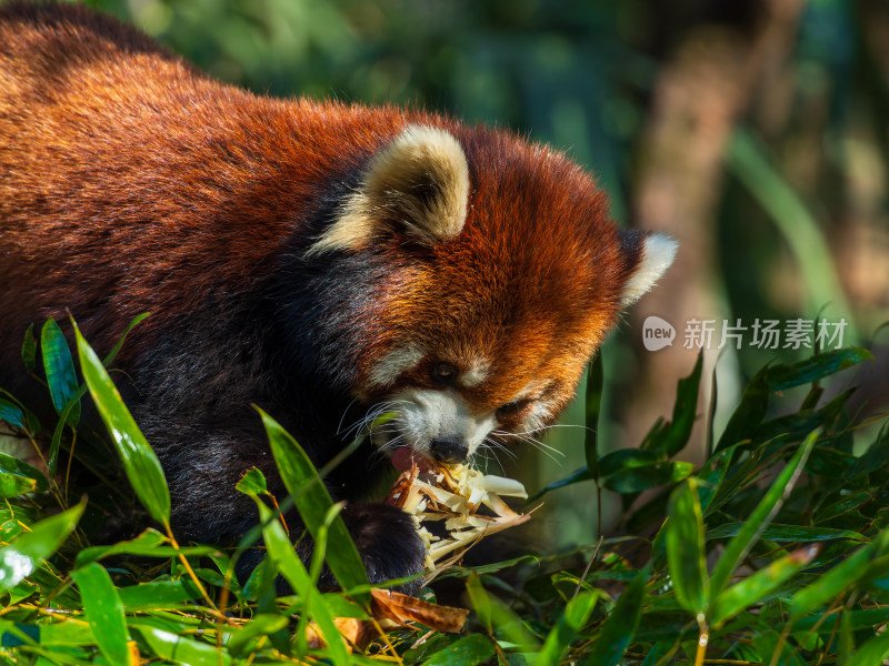 小熊猫在竹林中进食的可爱模样