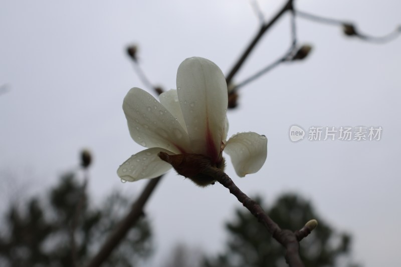 带水珠的玉兰花特写