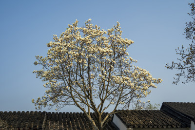 春天苏州园林留园里盛开的白玉兰花