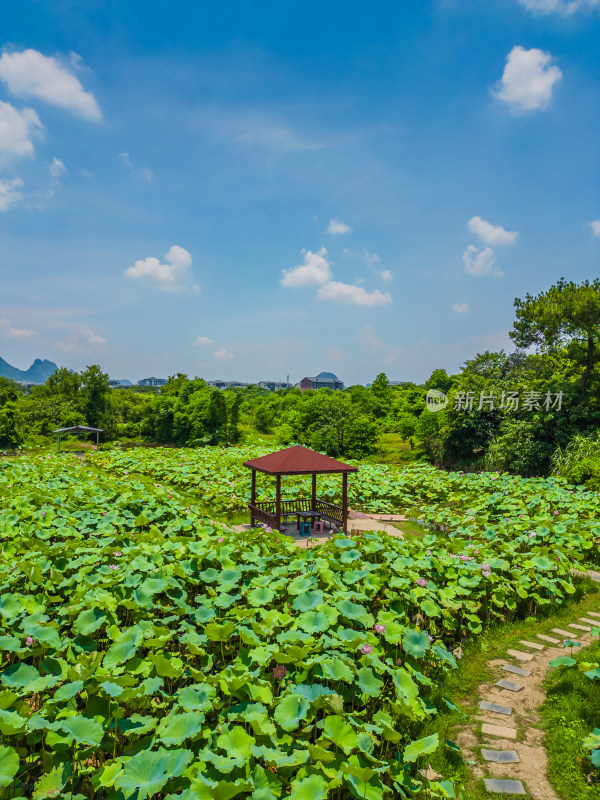 桂林的夏季荷塘风光