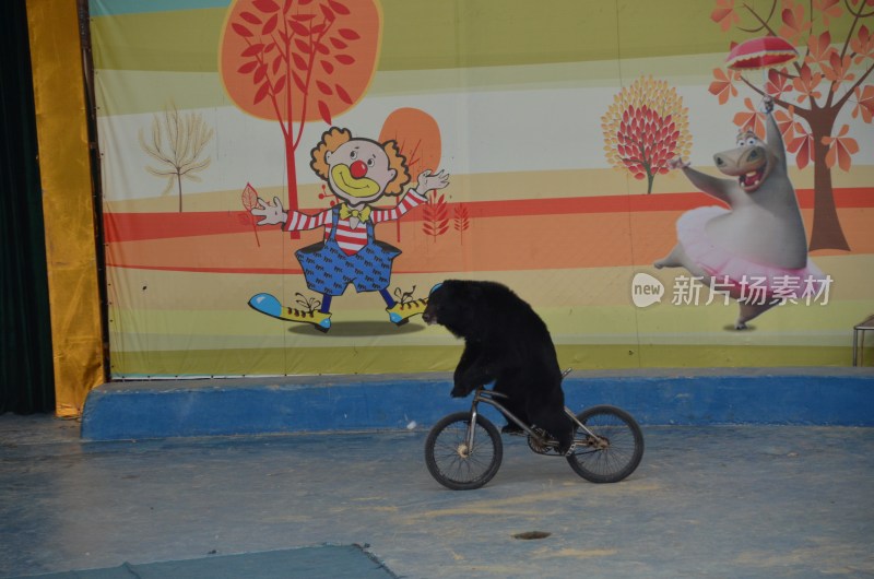 广东东莞：香市动物园黑熊