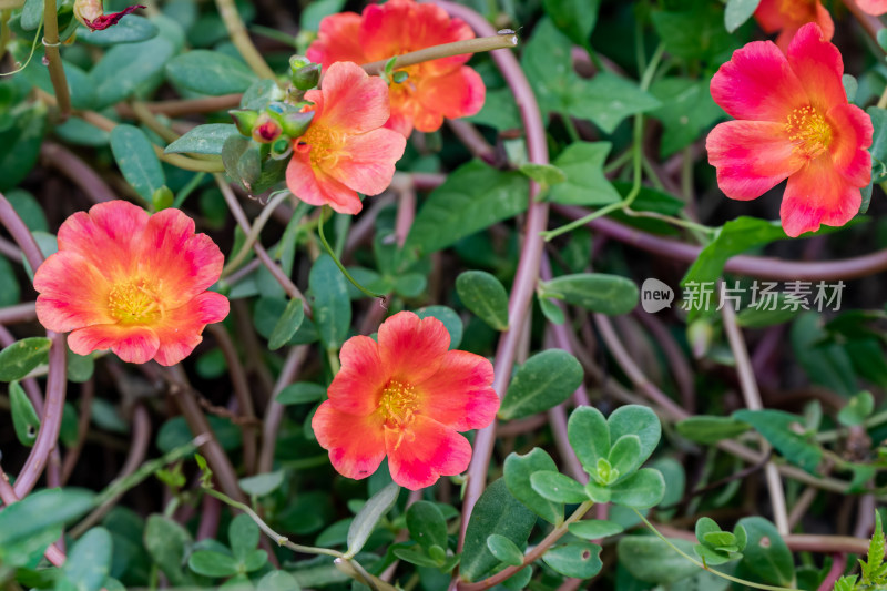 花坛中，盛开的马齿苋特写