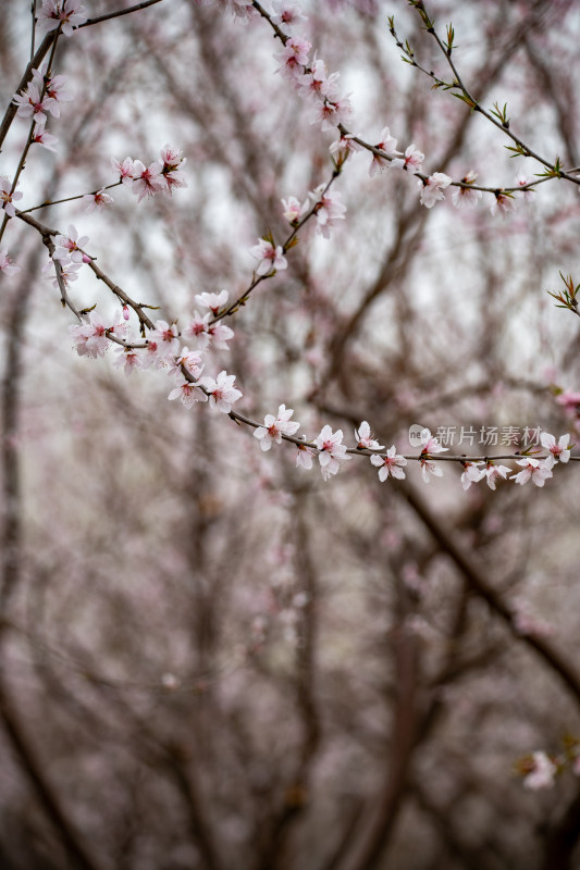 桃树桃花桃树林