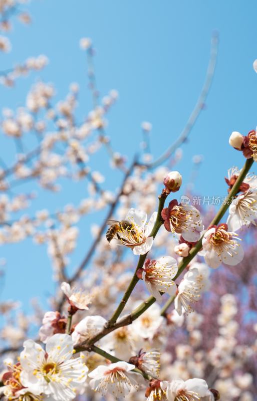 梅花与蜜蜂特写