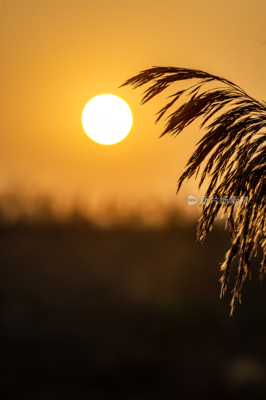 夕阳下芦苇丛风景