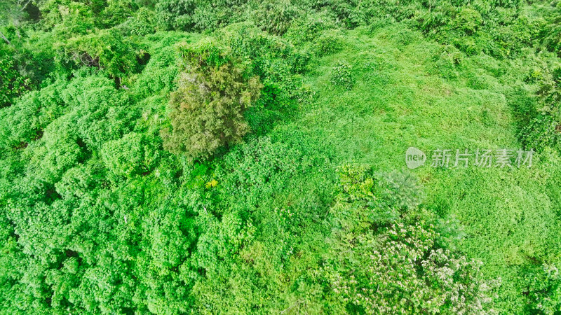 中科院西双版纳热带植物园