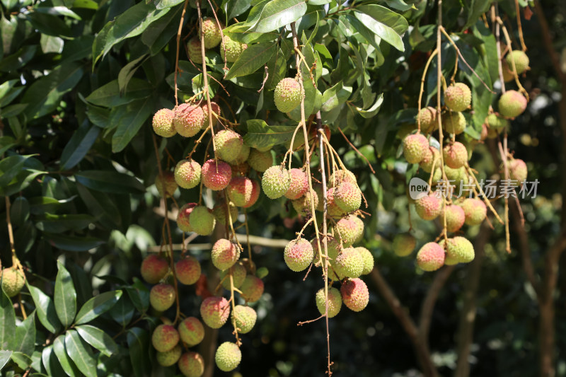 挂满荔枝的荔枝树