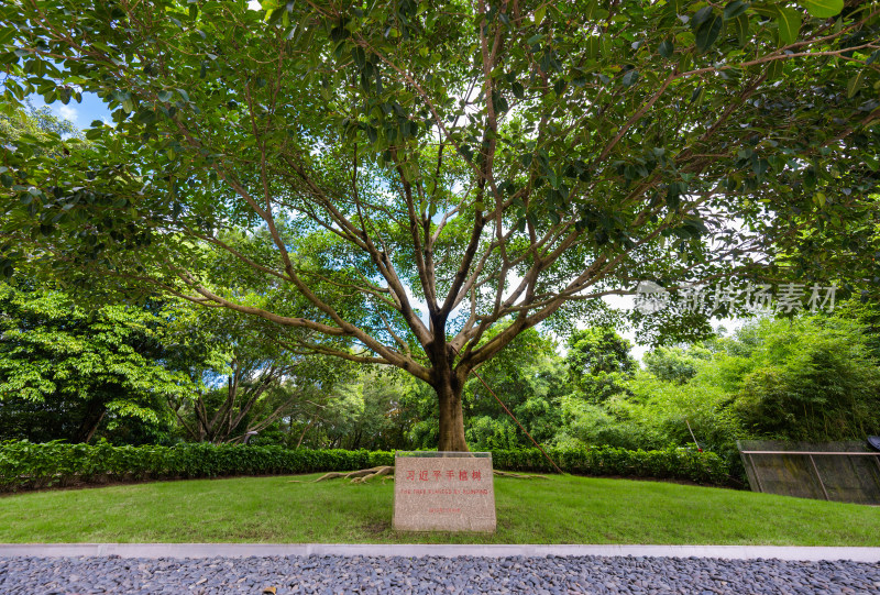 领导领袖种植在深圳莲花山公园的大叔绿植