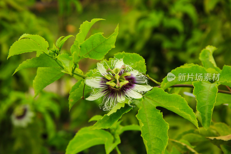 百香果花开