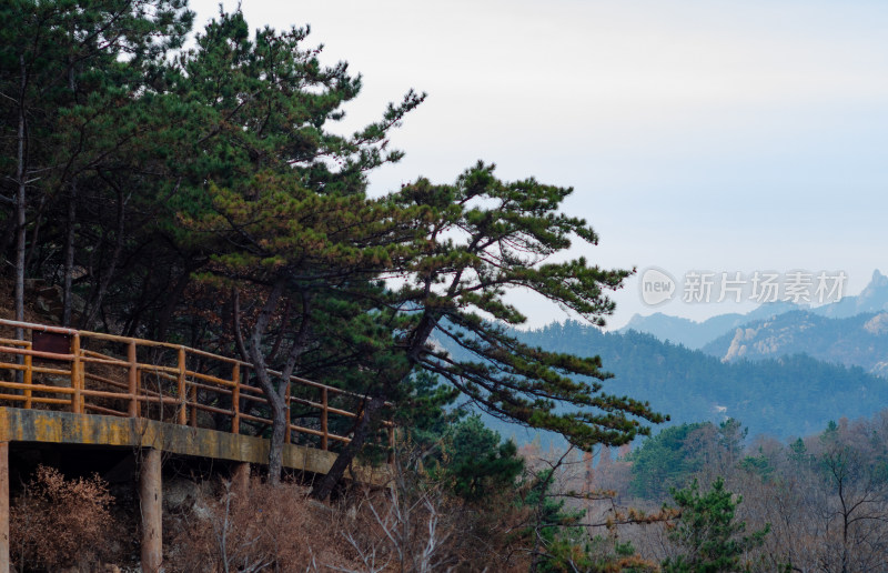 山东青岛崂山北九水风景区，栈道旁的松树