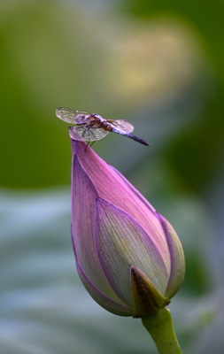 立在荷花花苞上的蜻蜓