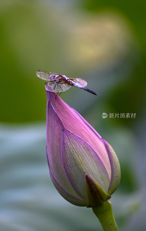 立在荷花花苞上的蜻蜓