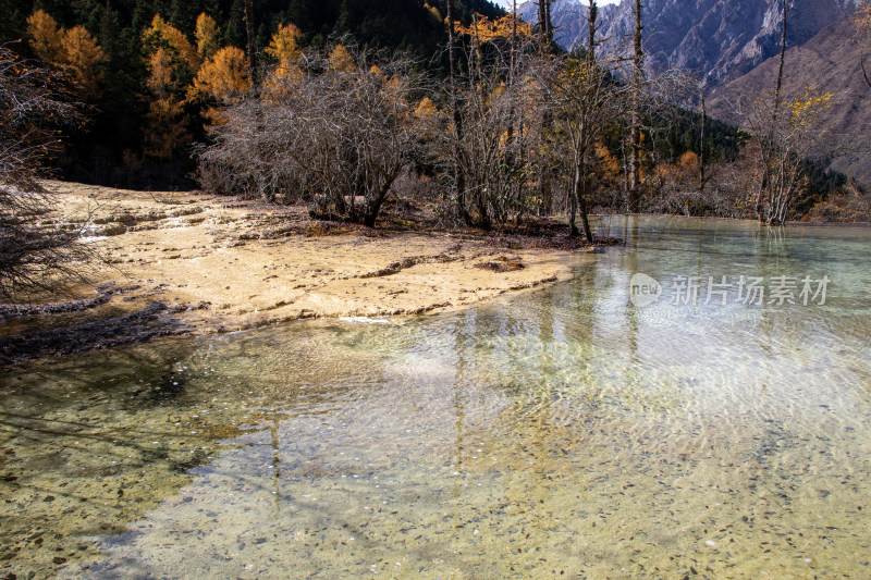 四川阿坝黄龙景区钙华彩池和秋日红杉林