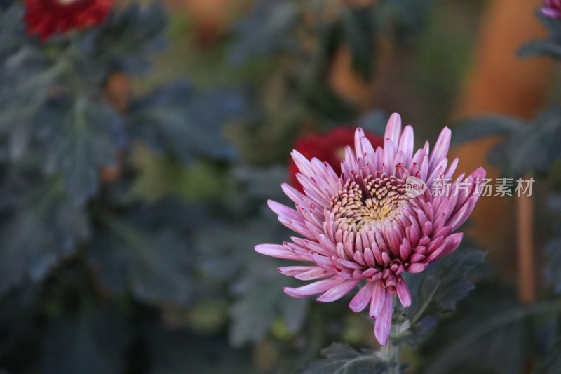 红色菊花 粉红菊花 