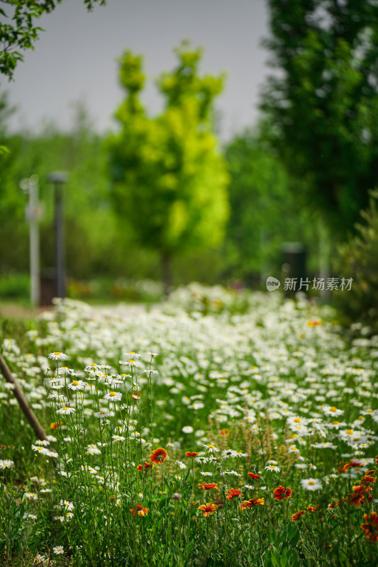 淄博文昌湖绿苑花海大滨菊