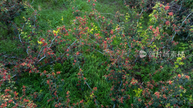 花椒种植丰收采摘高效农业