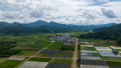 航拍武夷山绿色农田与茶园