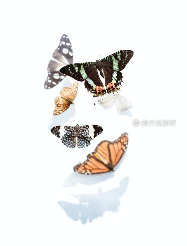 蝴蝶，彩色的昆虫，觅食的蝴蝶
