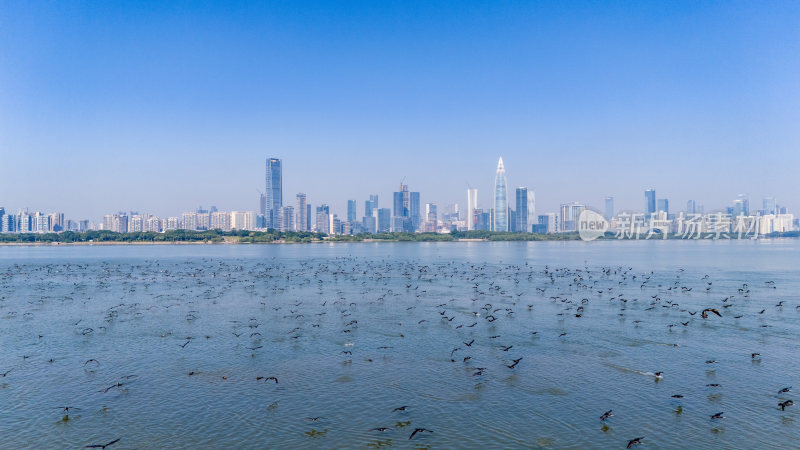 深圳湾公园鸬鹚鸟群