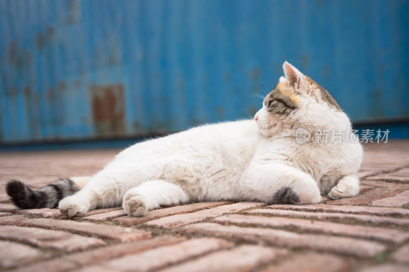 户外躺在地面上的猫