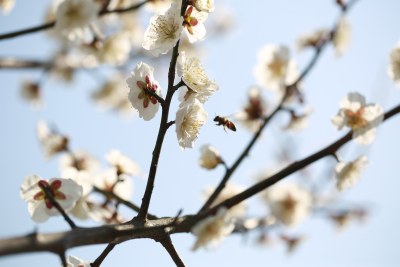 梅花 春梅绽放