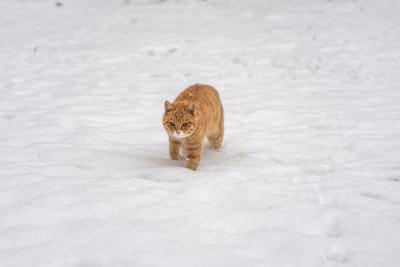 橘猫在雪地行走下雪天冬季