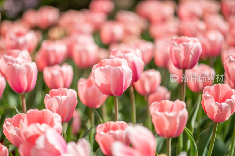 粉色郁金香花丛特写