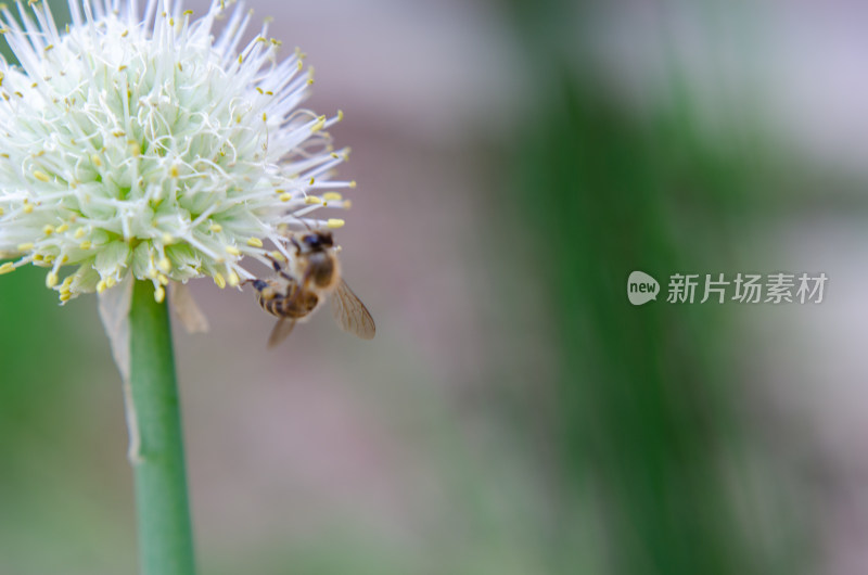 蜜蜂采蜜特写