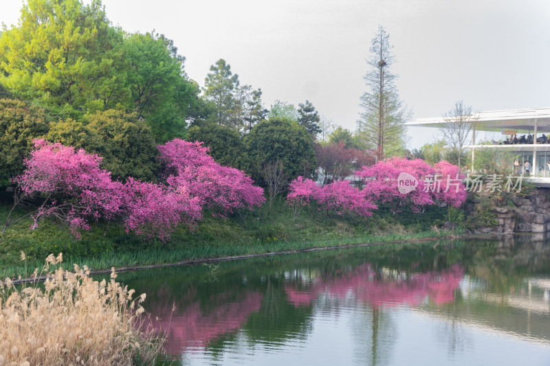 钱塘江畔水边盛开的粉色樱花树，春日美景