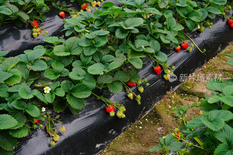 大棚里成熟的红色草莓特写