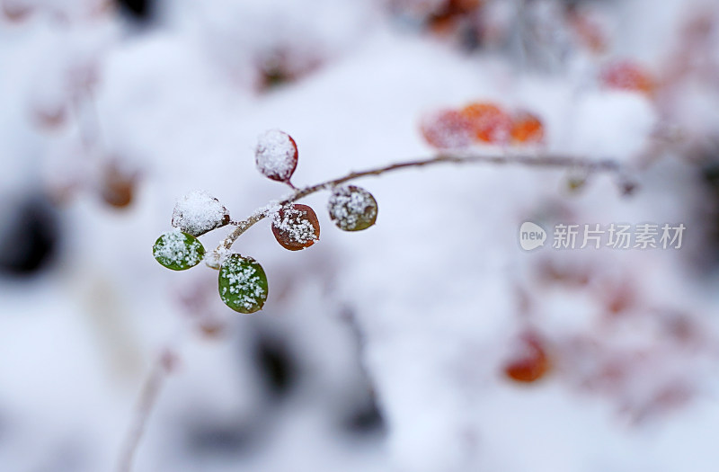 植物上的积雪素材