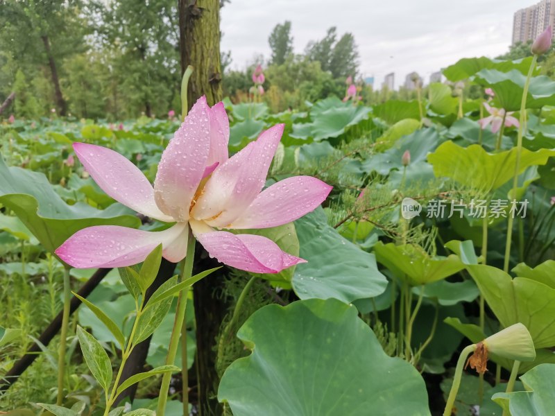 雨后荷花