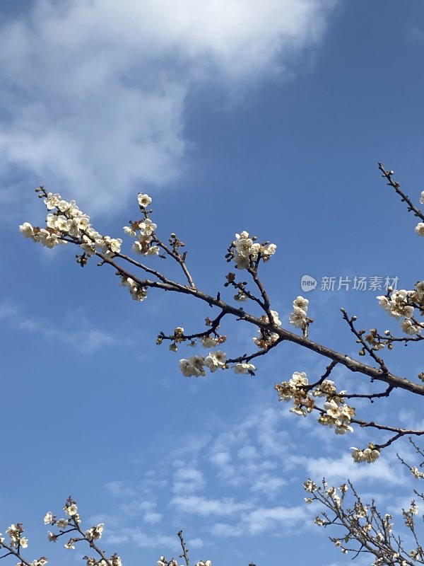 广州萝岗香雪公园梅花盛开