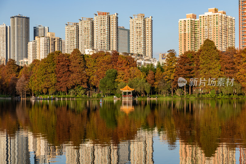 深圳洪湖公园水杉林航拍