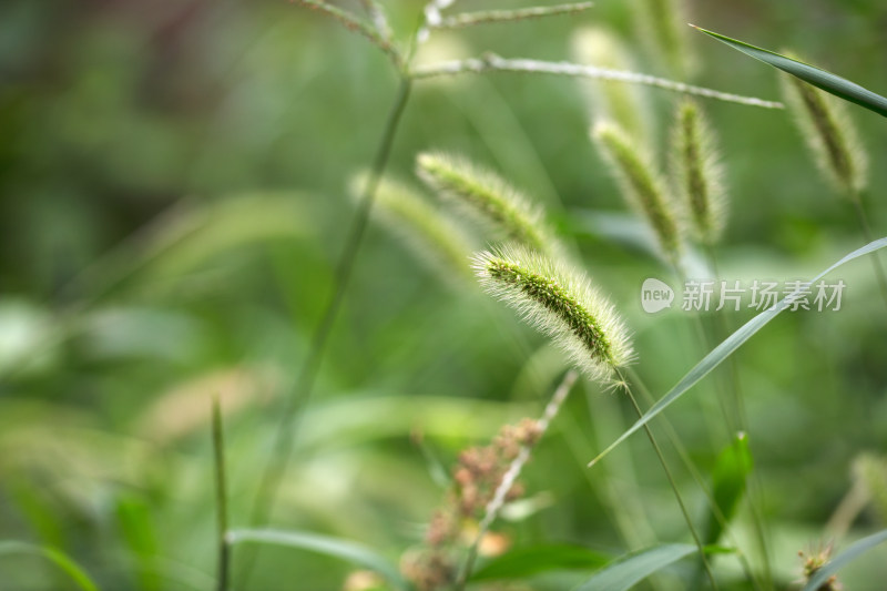 狗尾巴草